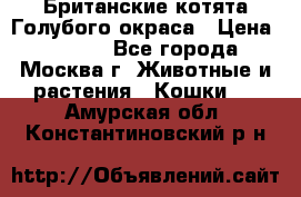 Британские котята Голубого окраса › Цена ­ 8 000 - Все города, Москва г. Животные и растения » Кошки   . Амурская обл.,Константиновский р-н